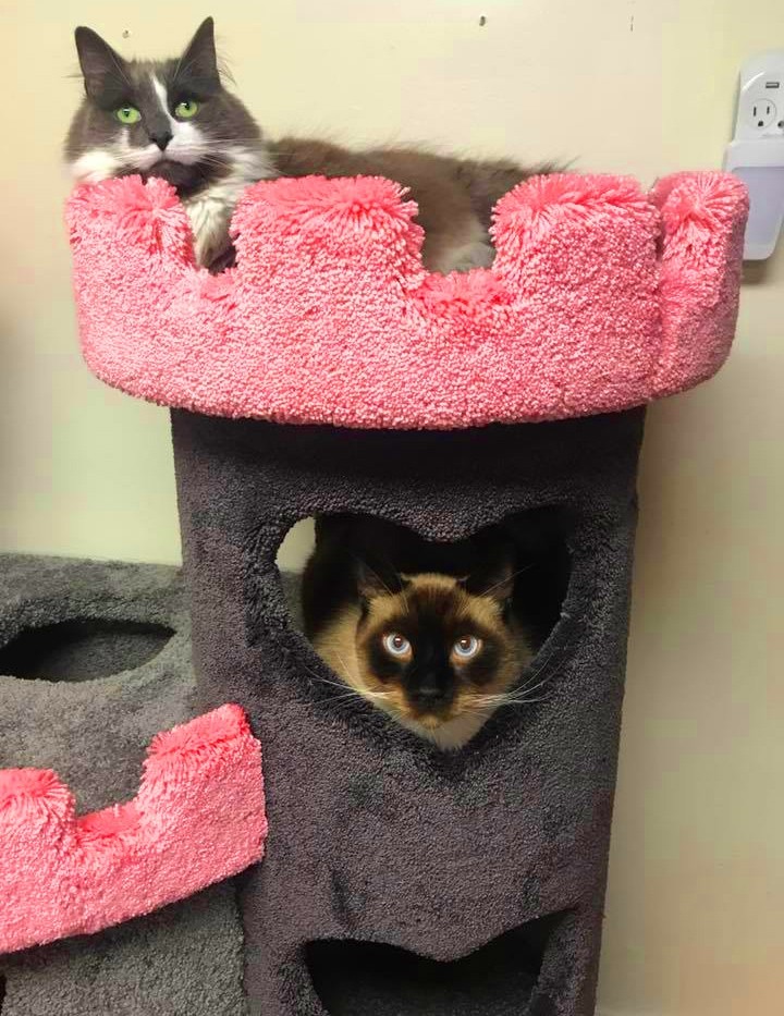 Deluxe Kitty Castle