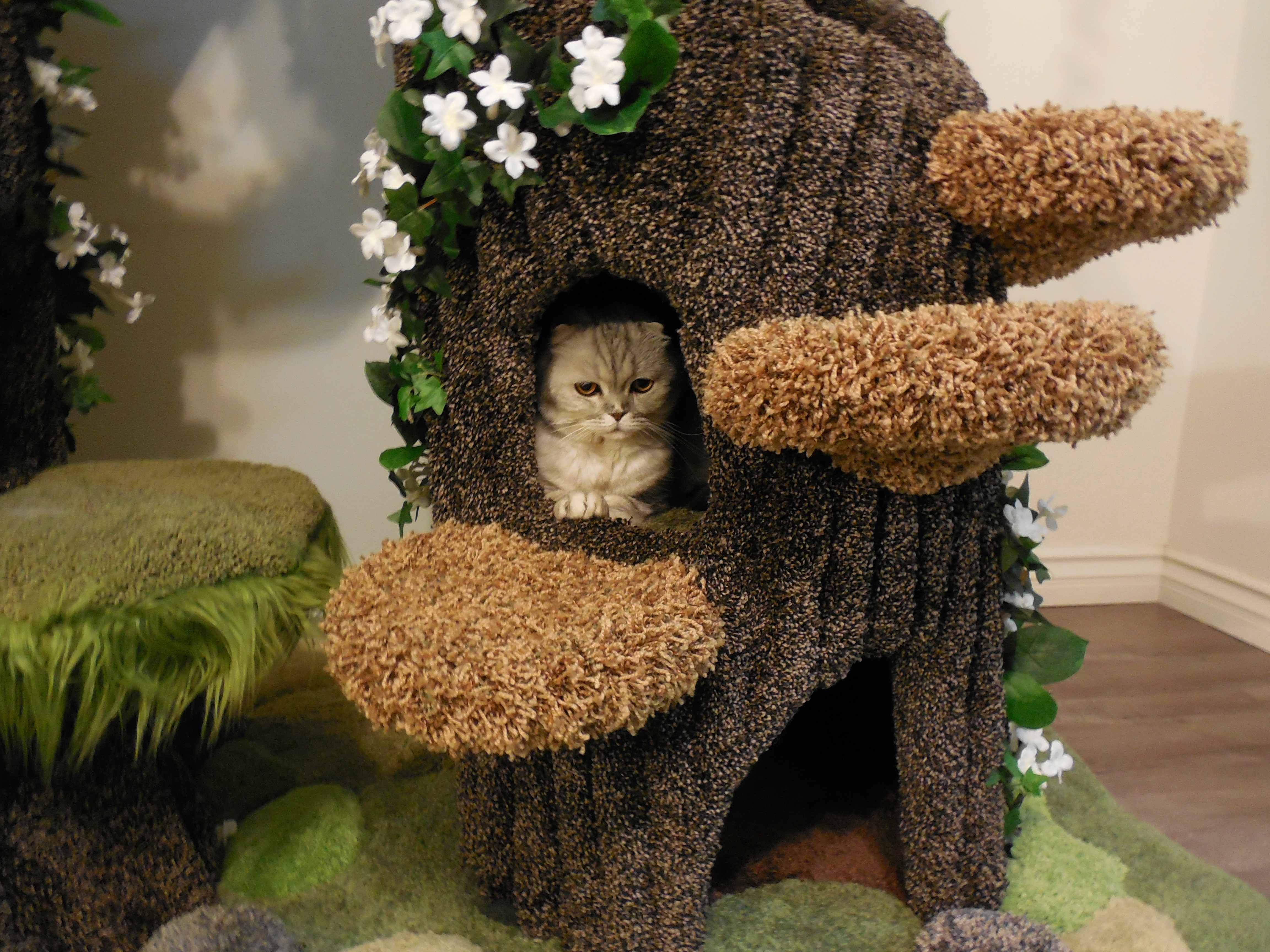 Enchanted Forest Kitty Sanctuary