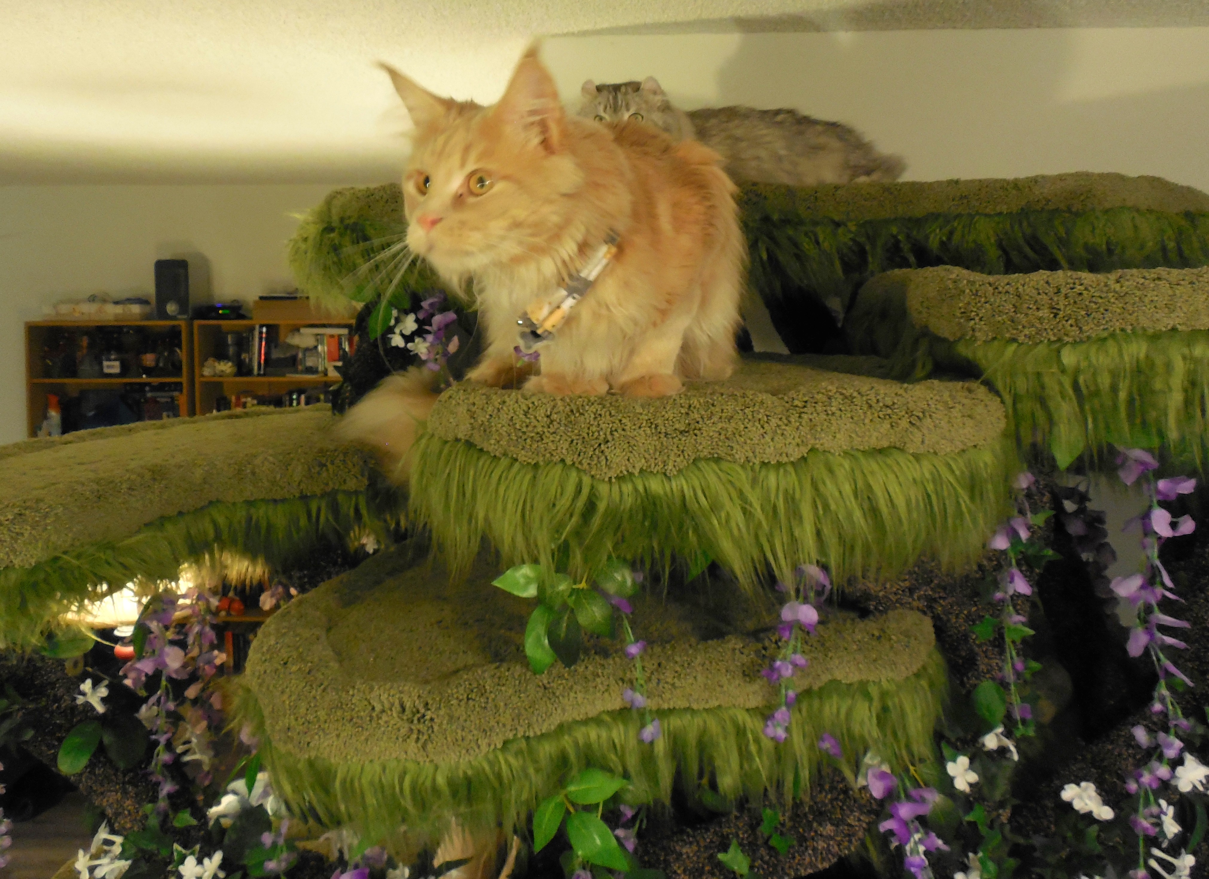 enchanted forest cat sanctuary