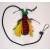 Biting Fly Toy