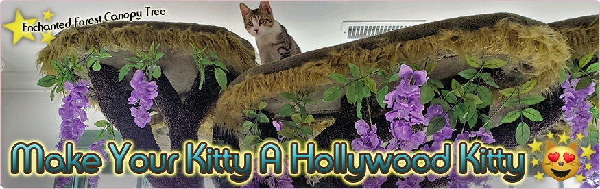 Welcome To Hollywood Kitty!
